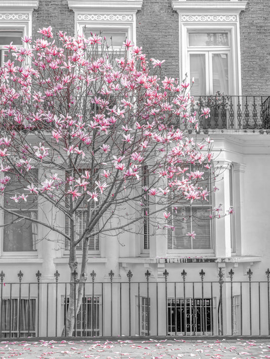 Spring Magnolia Urban Bloom Wall Mural