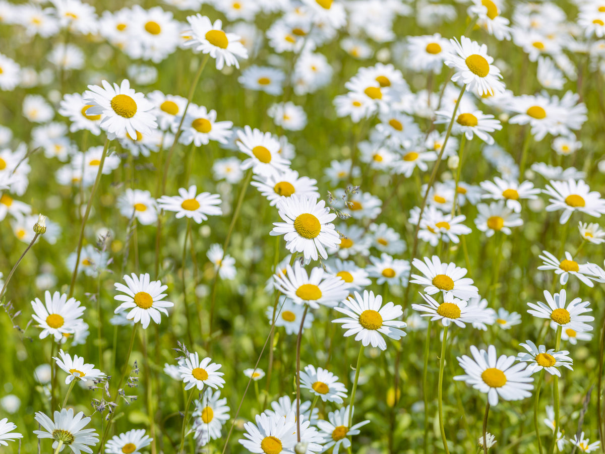 Sunlit Daisy Meadow Wall Mural