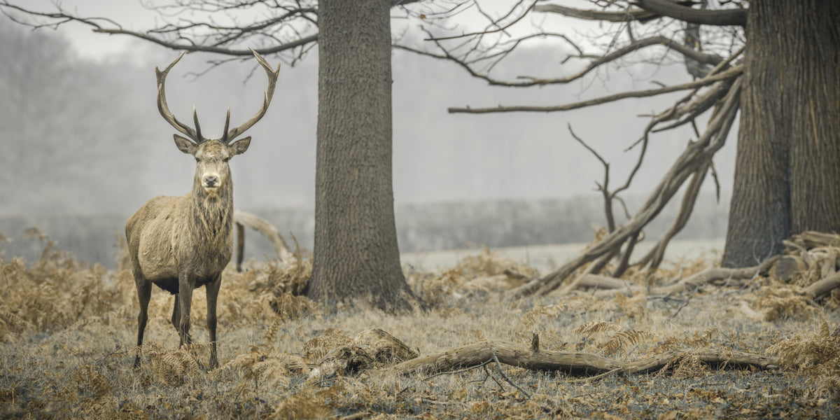 Majestic Woodland Stag in Misty Forest Wall Mural in your room — zoomed