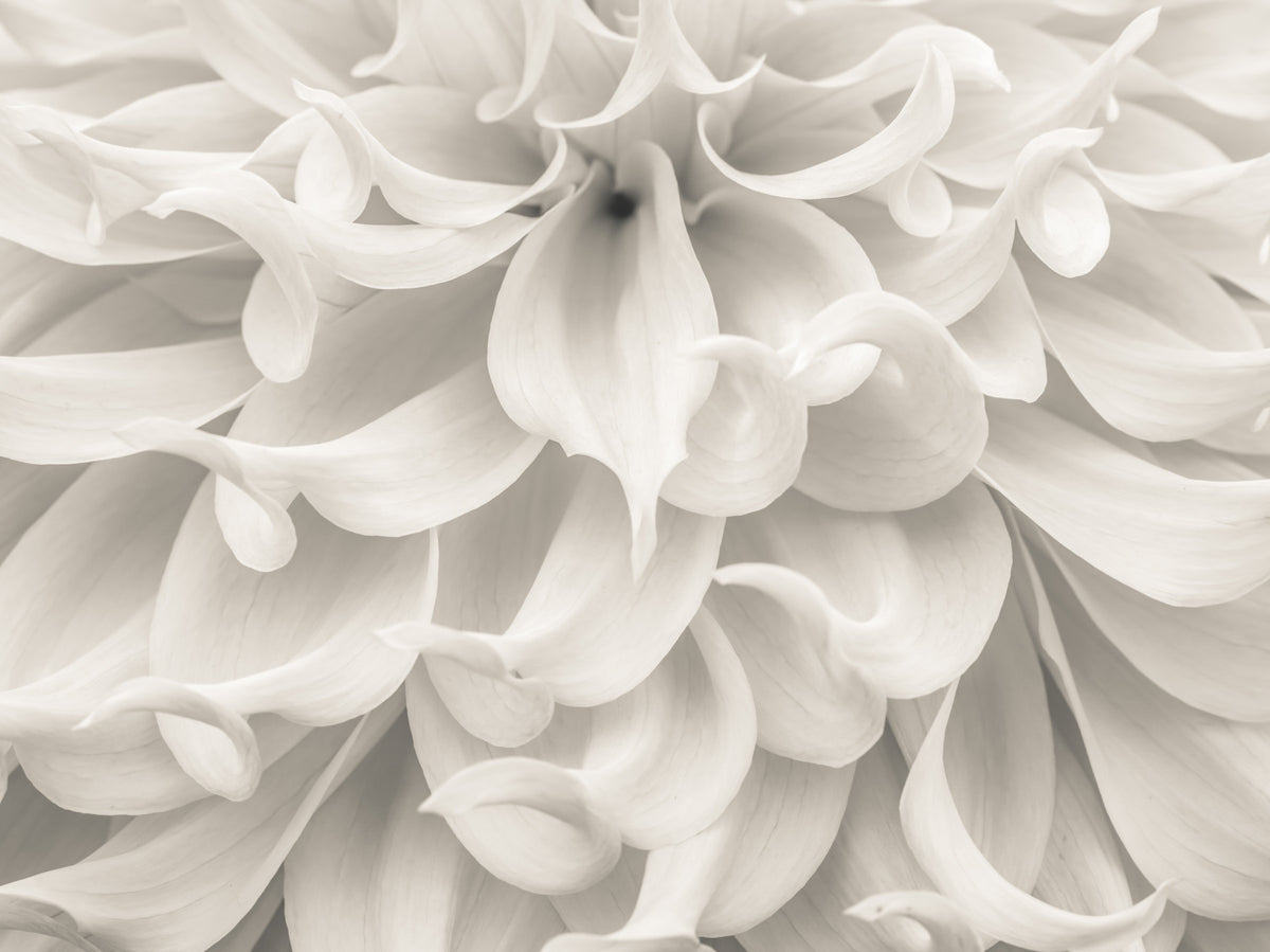 Cream Petal Macro Flow Wall Mural