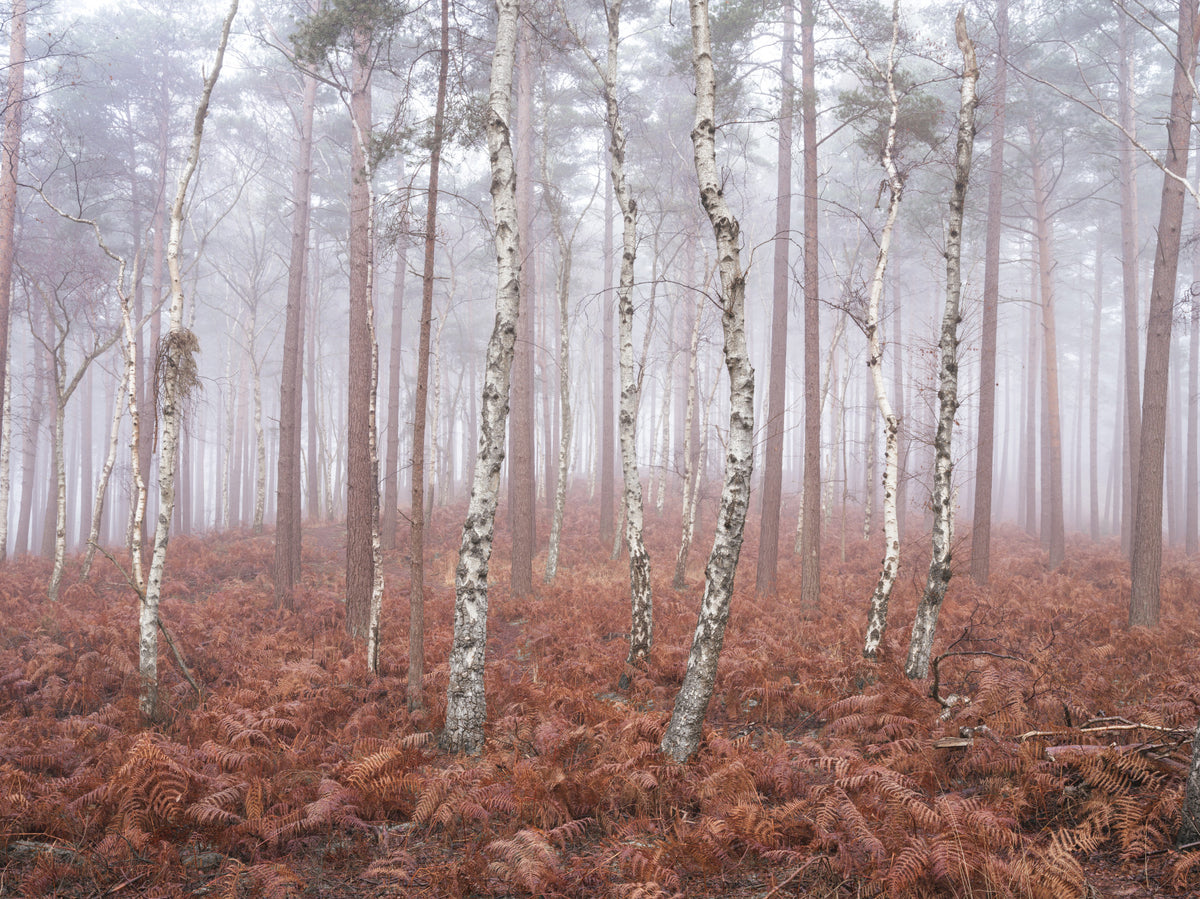Misty Woodland Awakening Wall Mural
