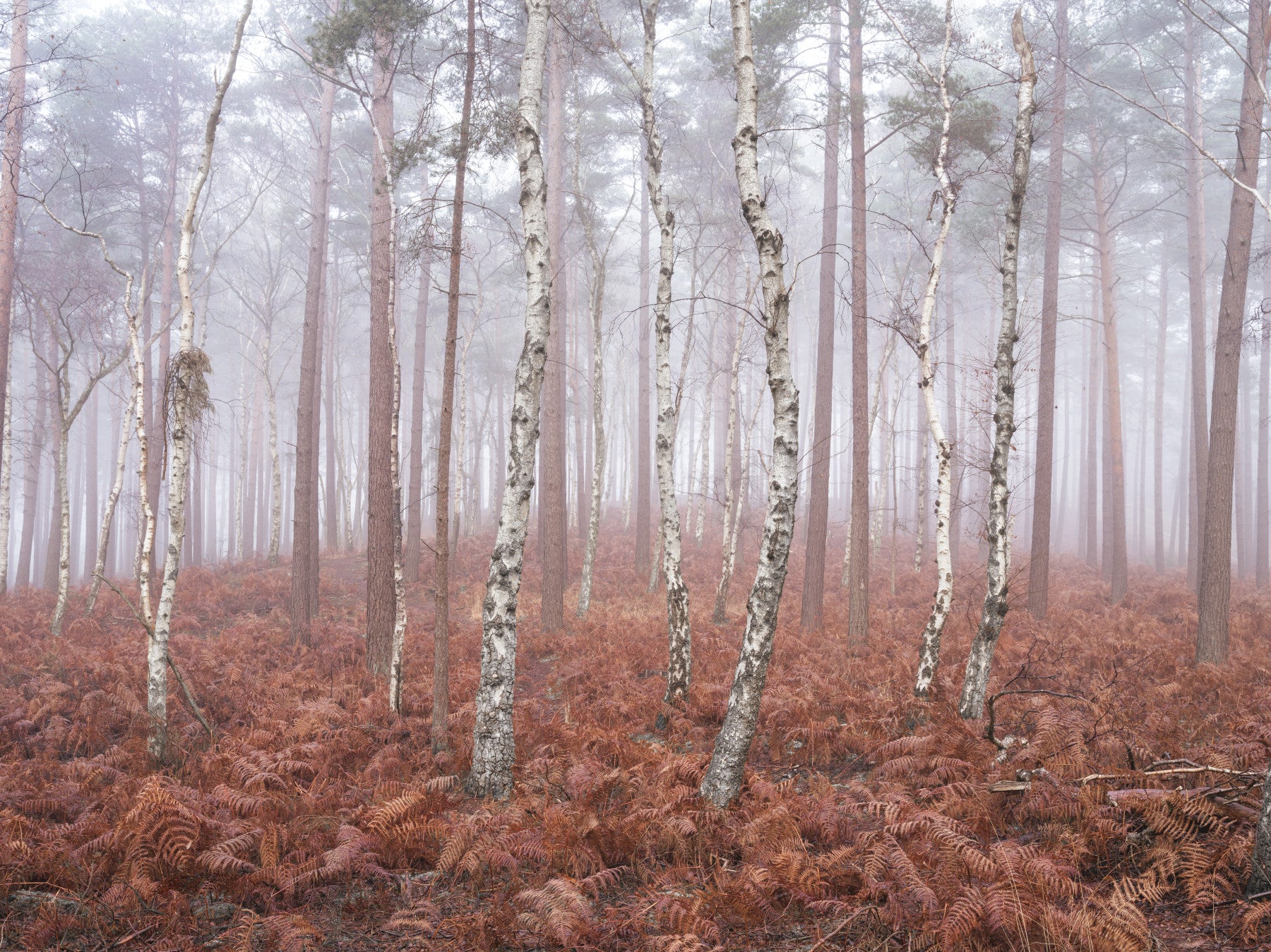 Misty Woodland Awakening Wall Mural