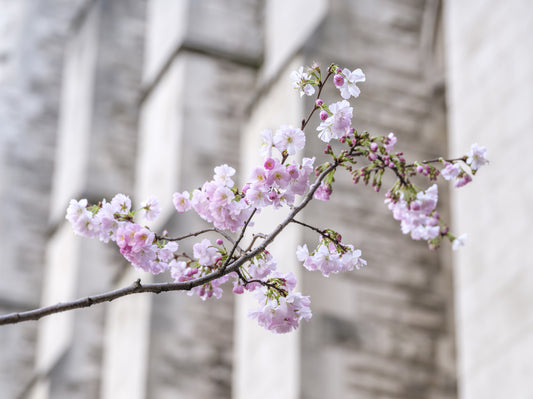 Spring Blossom Branch Wall Mural
