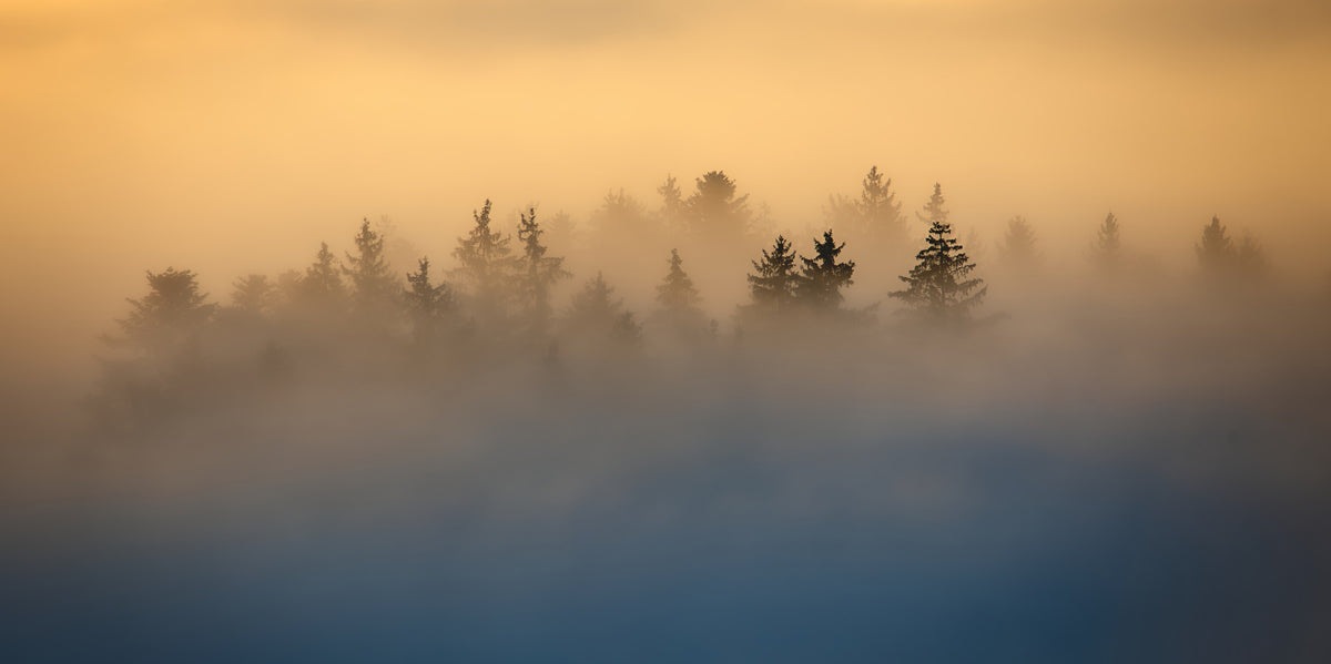 Golden Haze Pine Tree Landscape Wall Mural