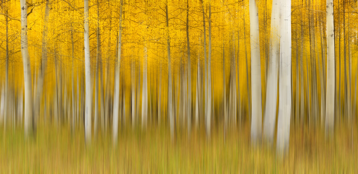 Golden Aspen Forest Motion Wall Mural in your room — zoomed