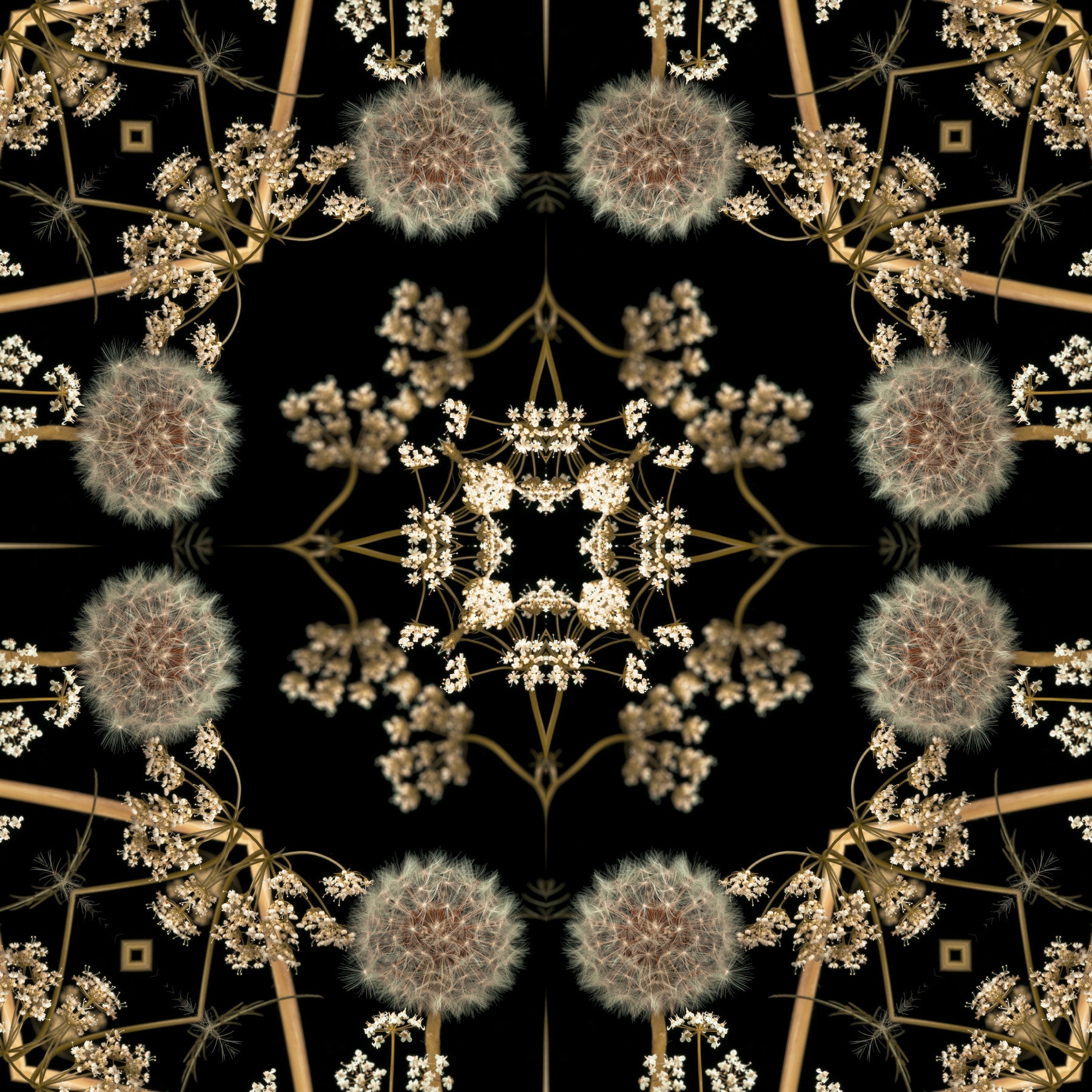Midnight Dandelion Mandala Wallpaper⁠