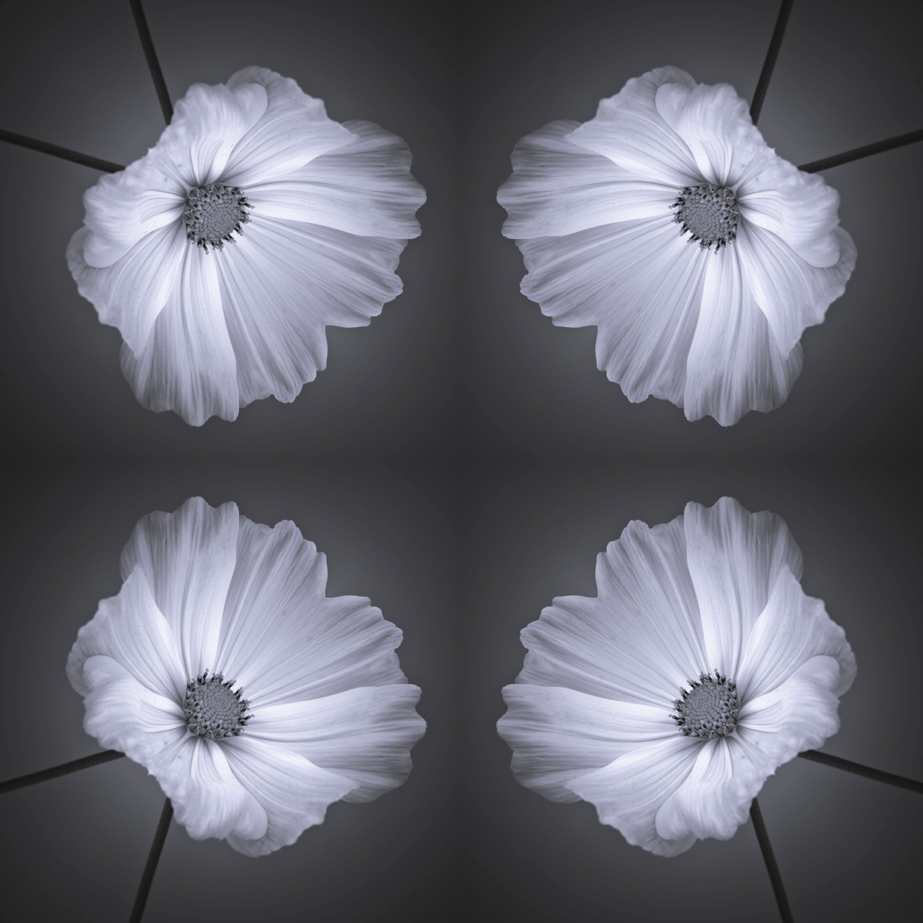 Monochrome Botanical Symmetry Wallpaper⁠