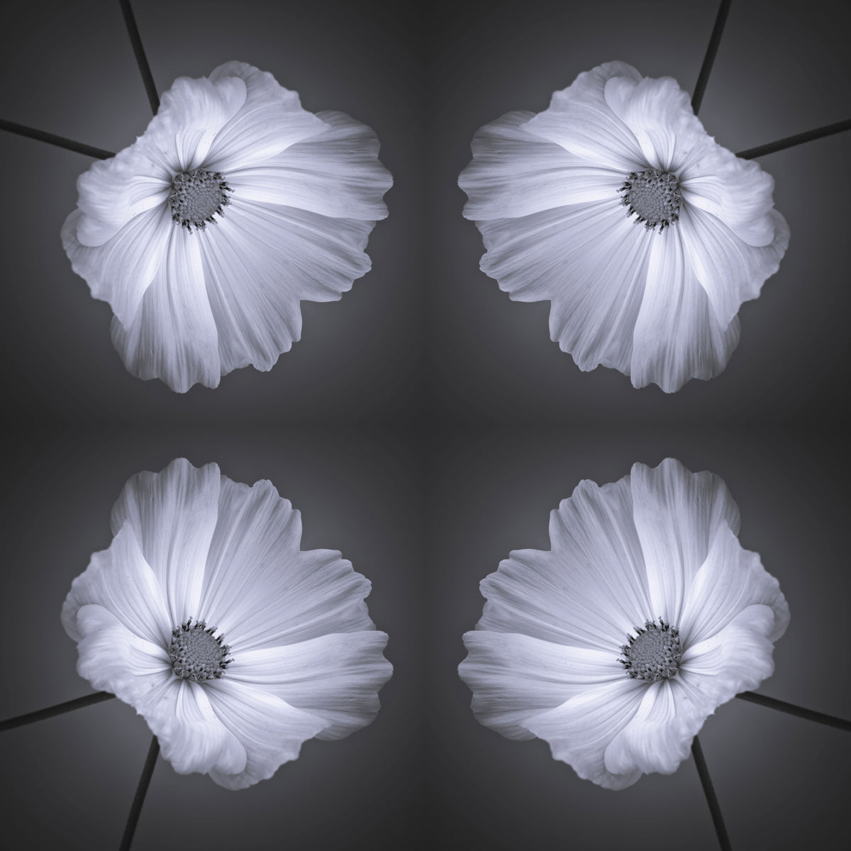 Monochrome Botanical Symmetry Wallpaper⁠ in your room — zoomed