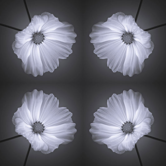 Monochrome Botanical Symmetry Wallpaper⁠