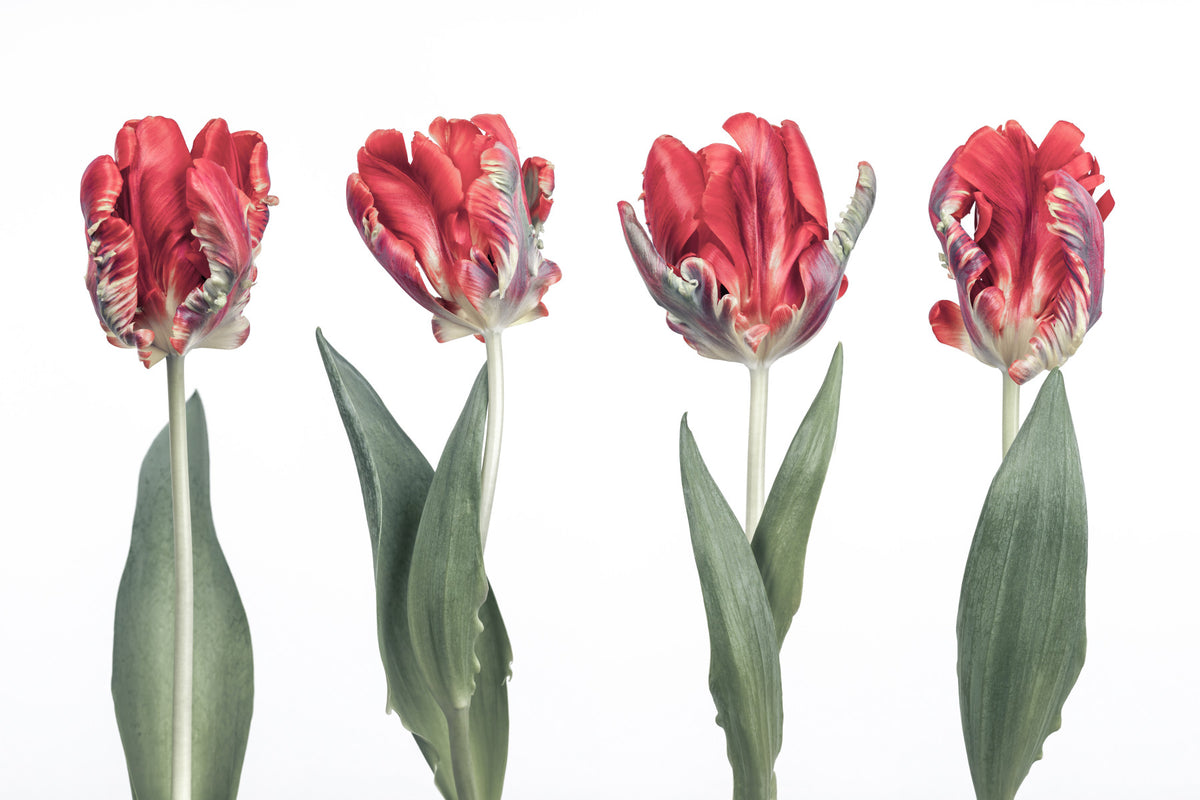 Crimson Parrot Tulip Study Wall Mural