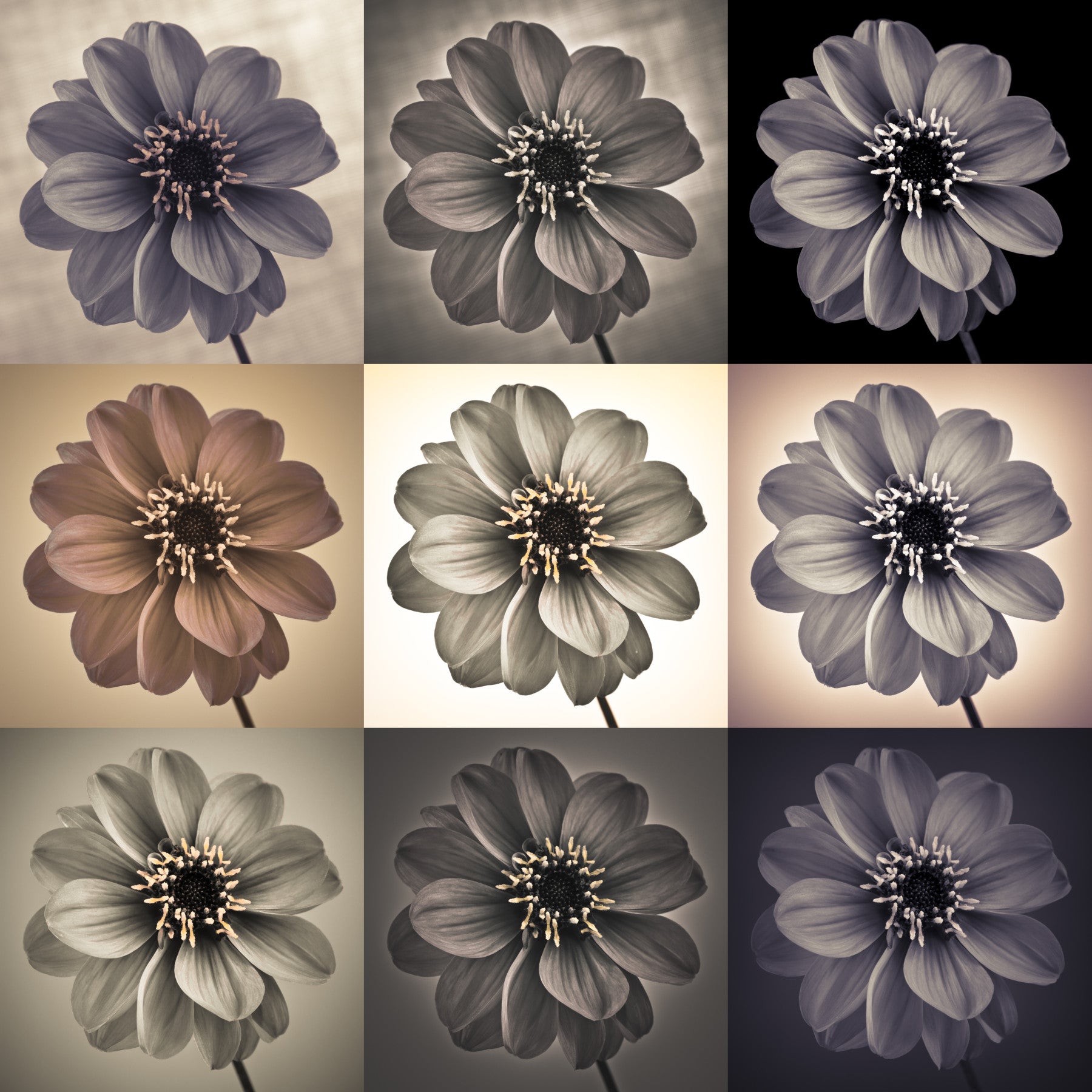 Vintage Botanical Dalia Grid Wall Mural