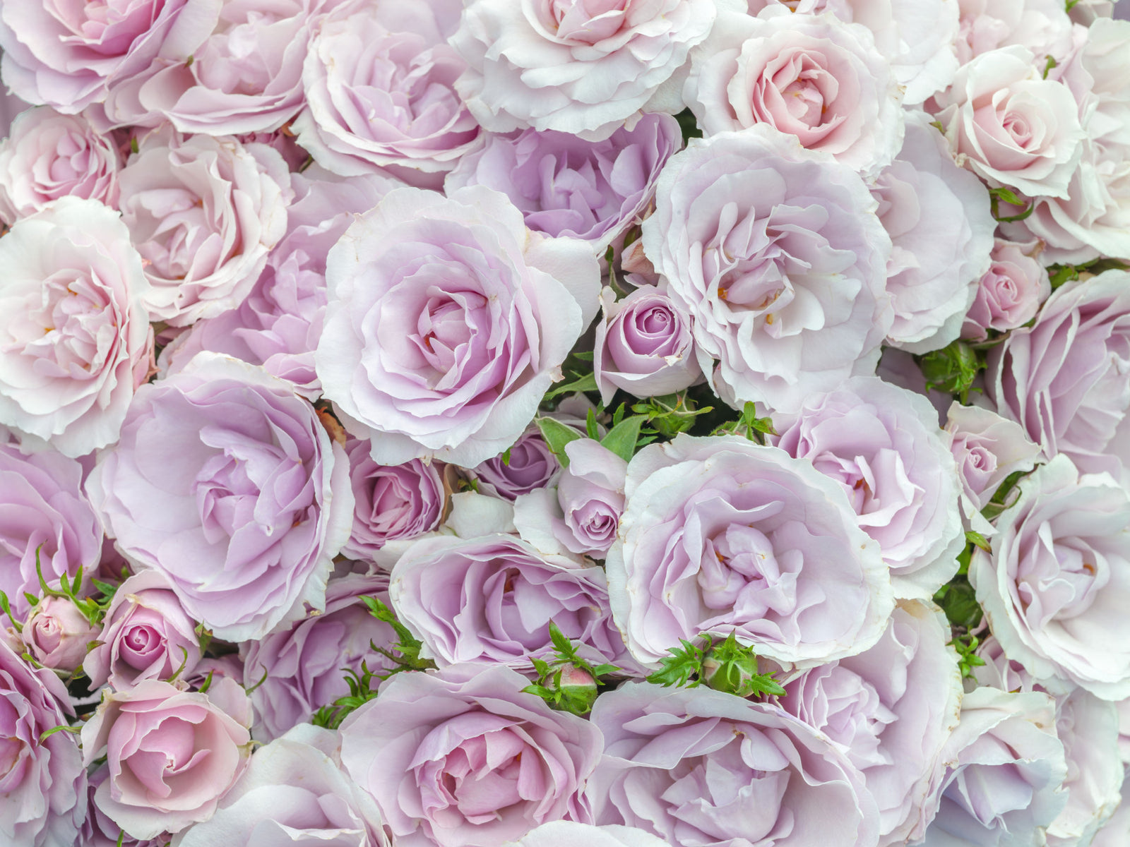 Soft Blush Rose Garden Wall Mural