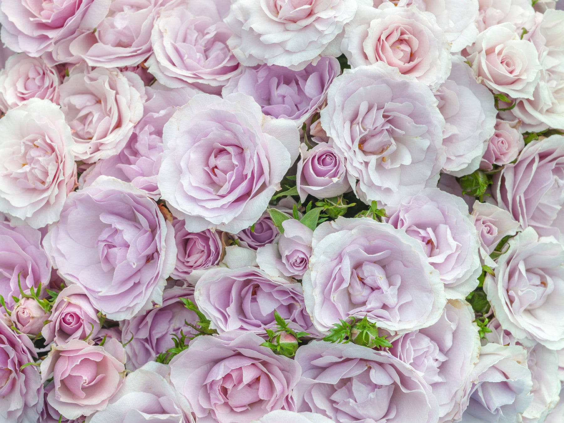 Soft Blush Rose Garden Wall Mural