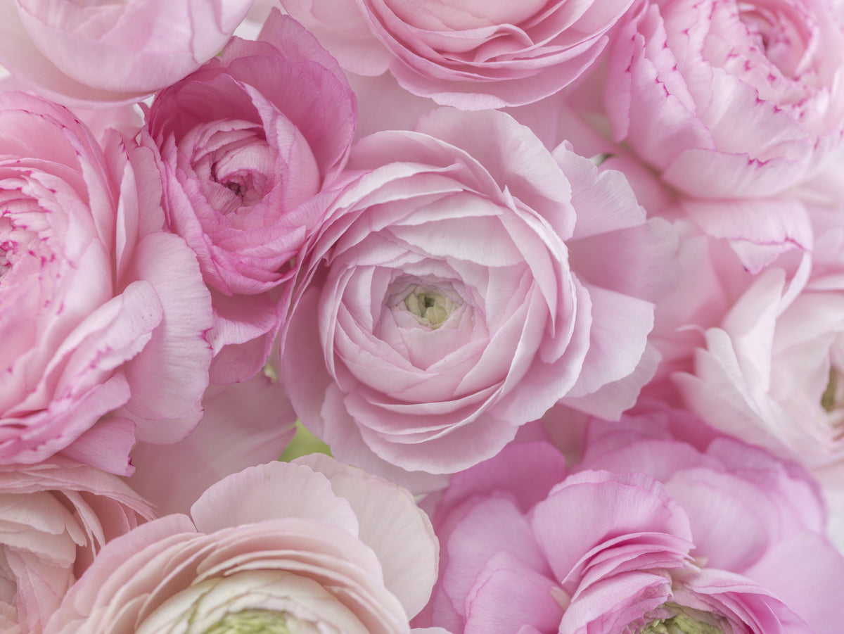 Soft Pink Ranunculus Bloom Wall Mural