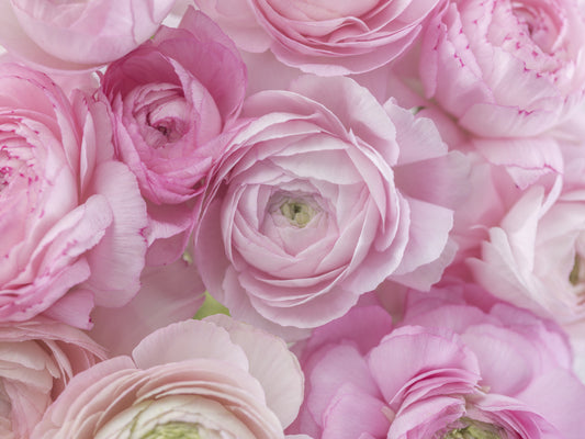 Soft Pink Ranunculus Bloom Wall Mural