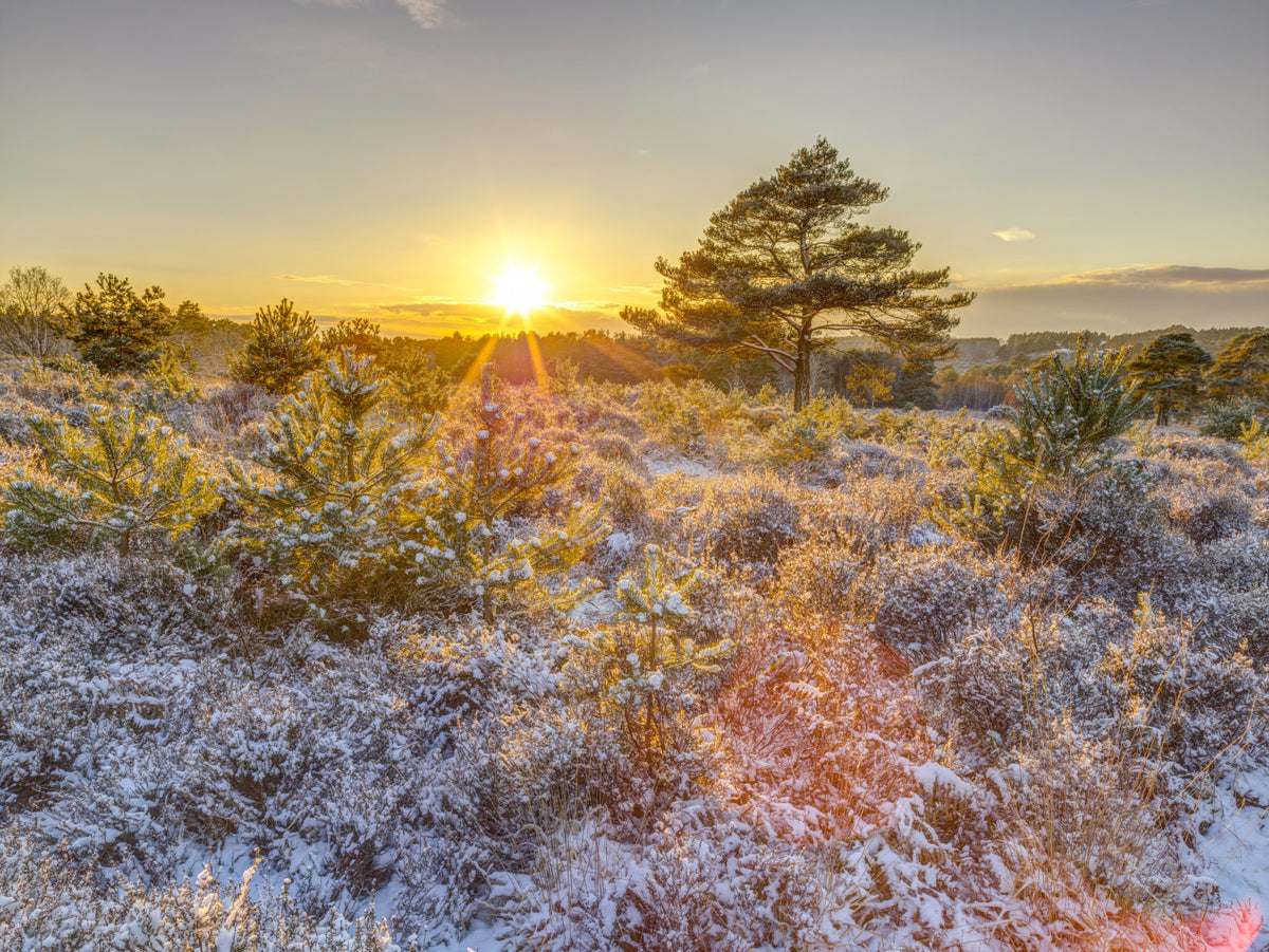 Frosty Morning Woodland Glow Wall Mural in your room — zoomed