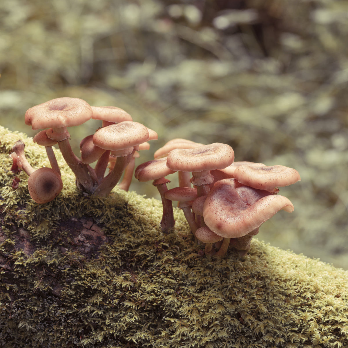 Woodland Fungi Soft Focus Botanical Wall Mural