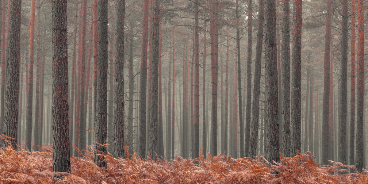 Rustic Autumn Grove Wall Mural