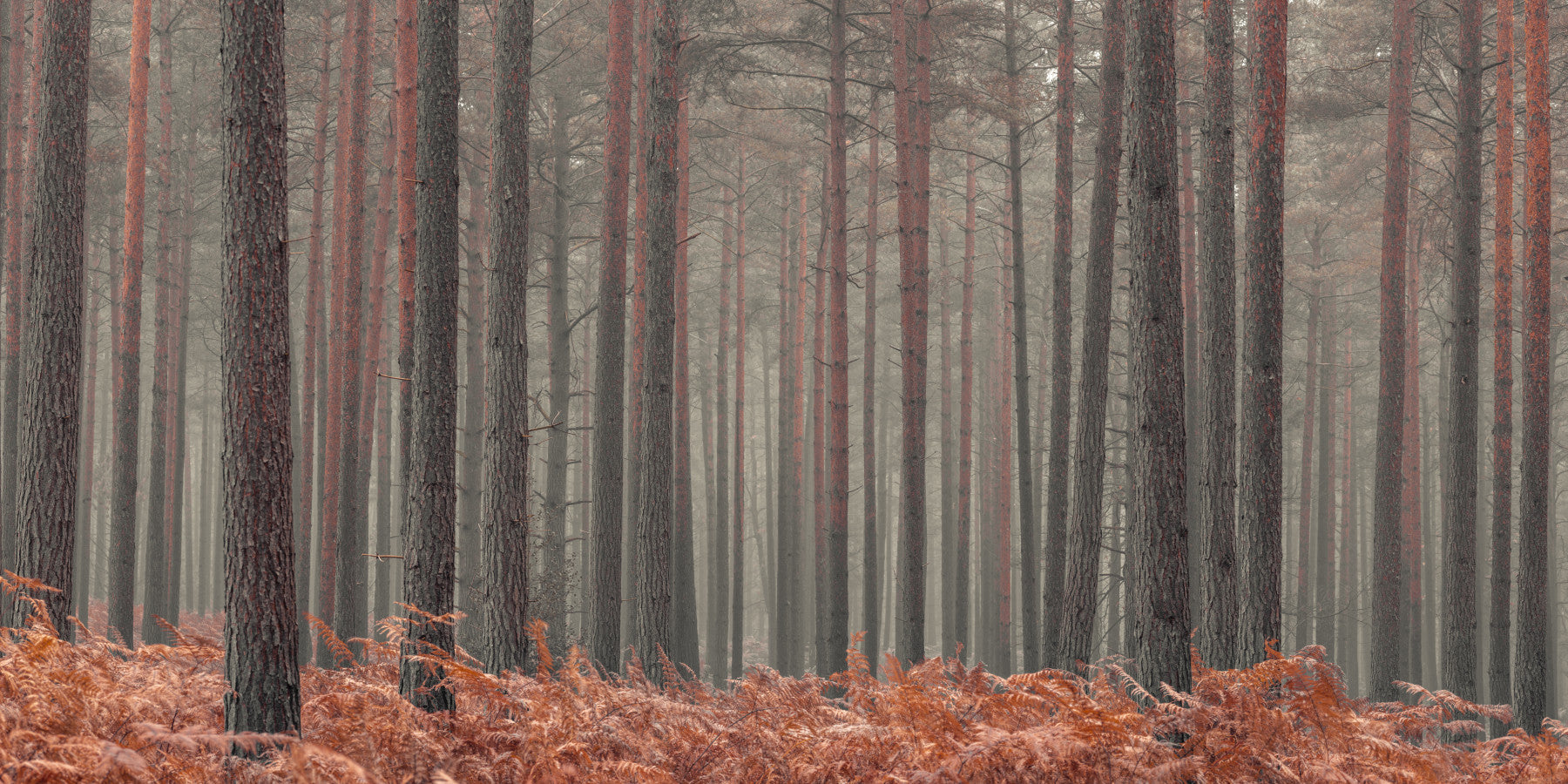 Rustic Autumn Grove Wall Mural