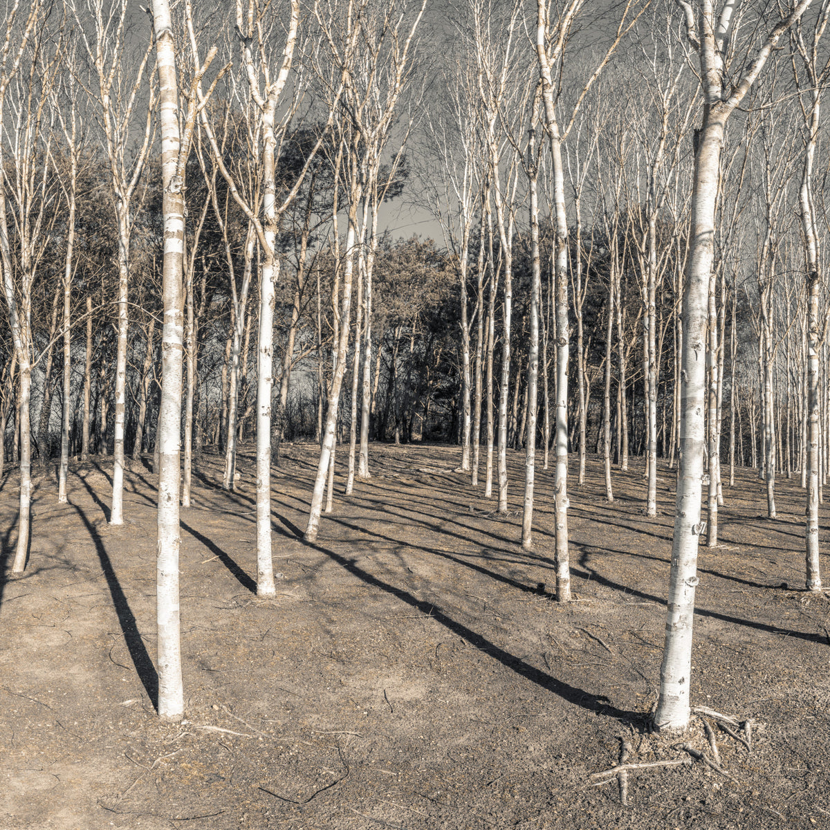 Winter Woodland Shadow Path Wall Mural