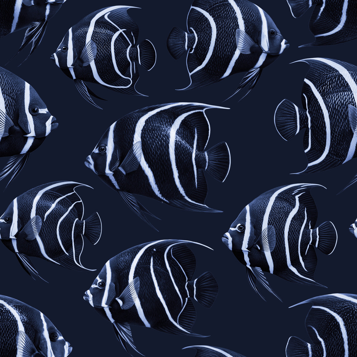 Angel The Fish Wallpaper⁠ in your room — zoomed