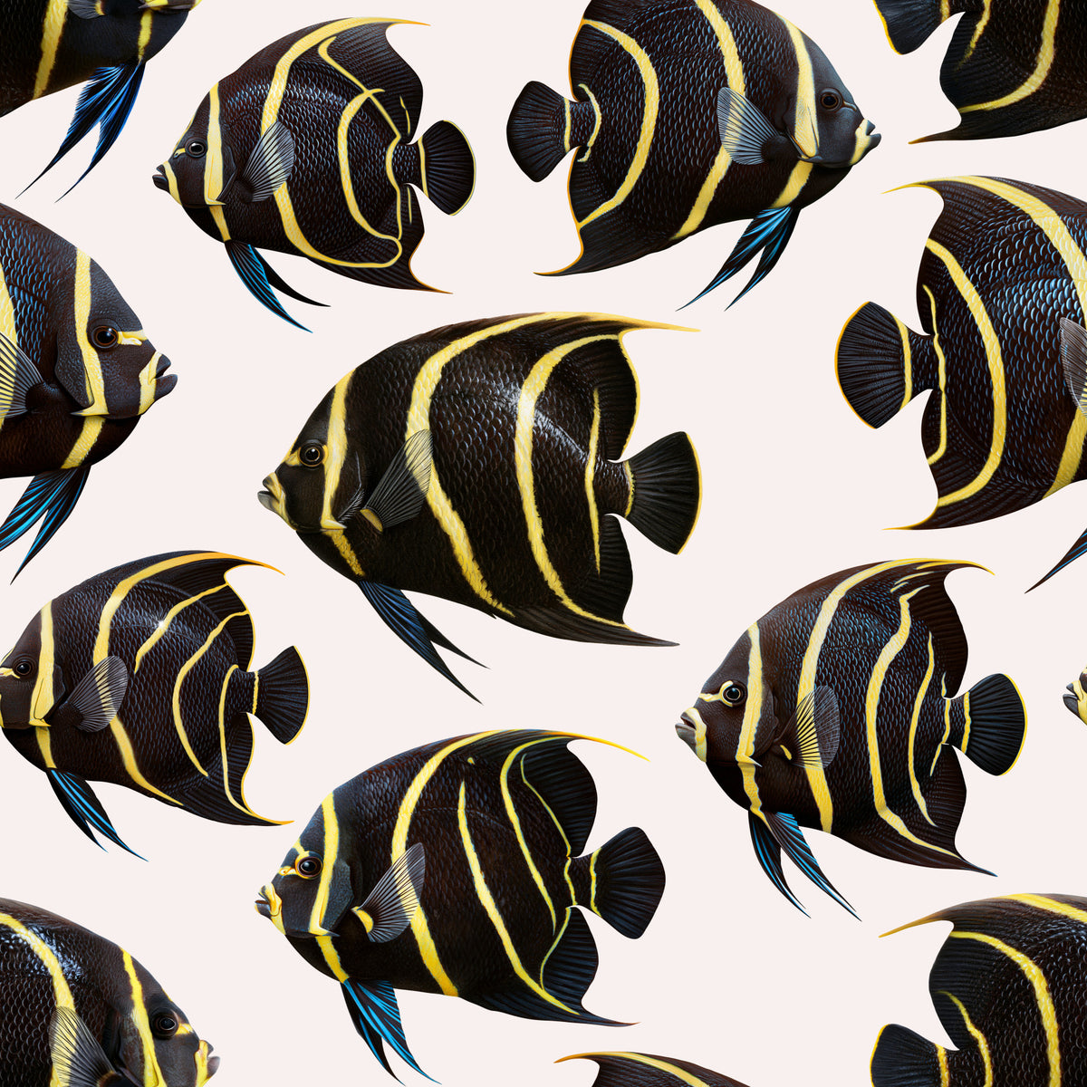 Angel The Fish 01 Wallpaper⁠