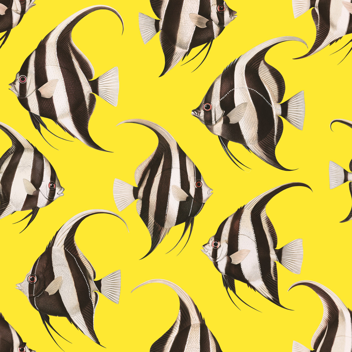 Spade The Fish 03 Wallpaper⁠ in your room — zoomed