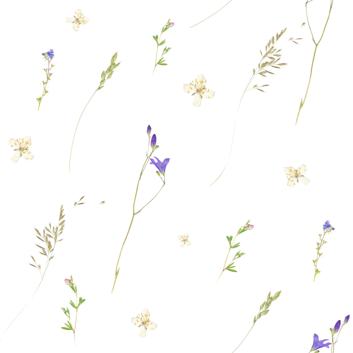 Botanical Pressed Grasses Wallpaper⁠