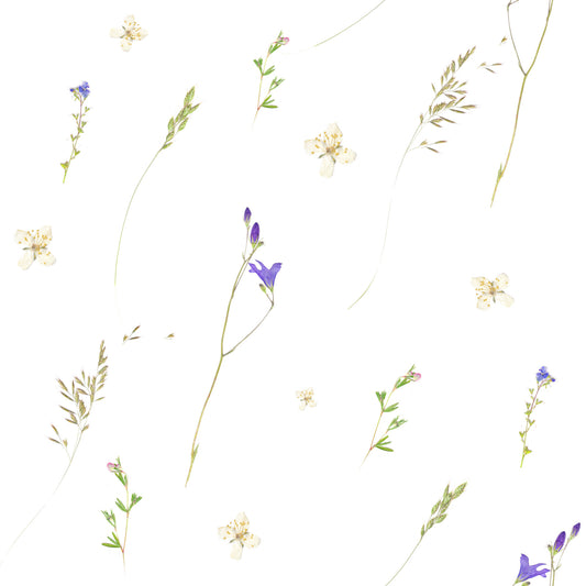 Botanical Pressed Grasses Wallpaper⁠
