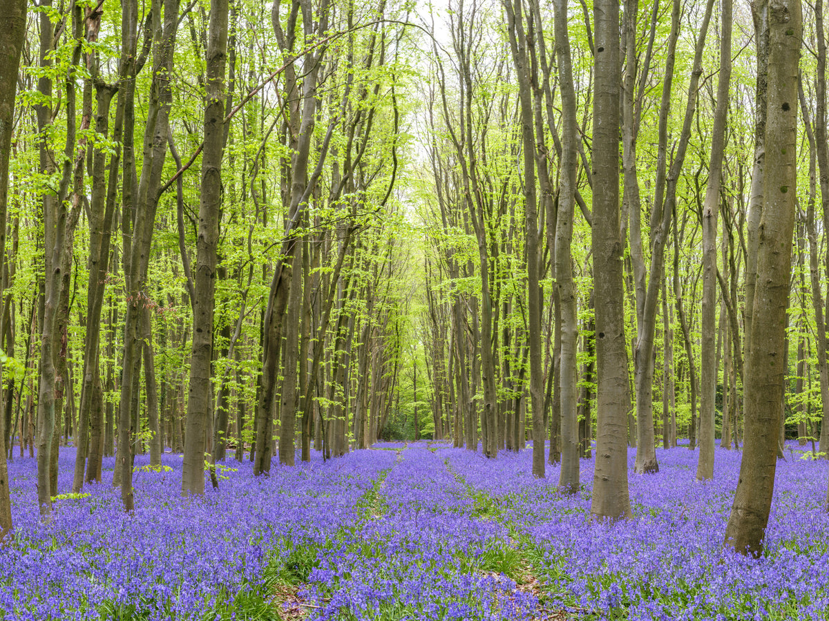 Springtime Woodland Floral Path Wall Mural in your room — zoomed