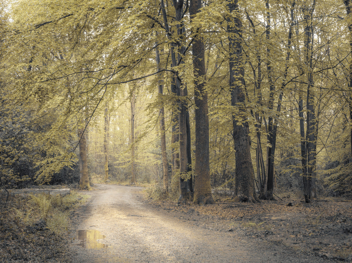Muted Autumn Woodland Trail Wall Mural