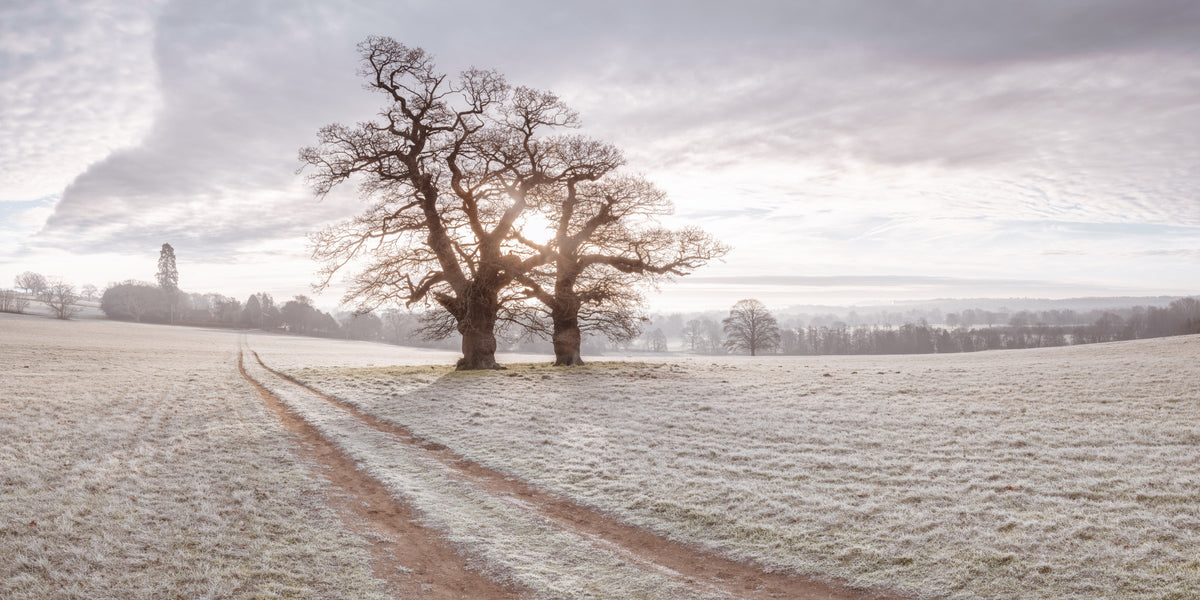 Misty Morning Meadow Wall Mural