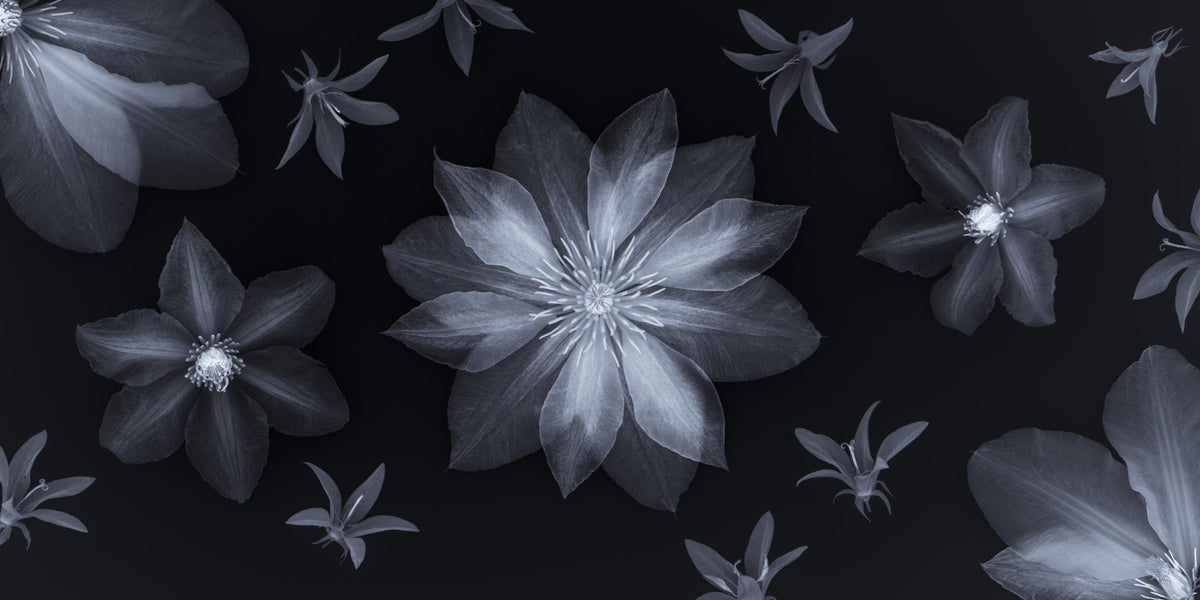 Ethereal Night Flora Wall Mural in your room — zoomed