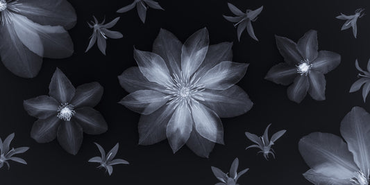Ethereal Night Flora Wall Mural