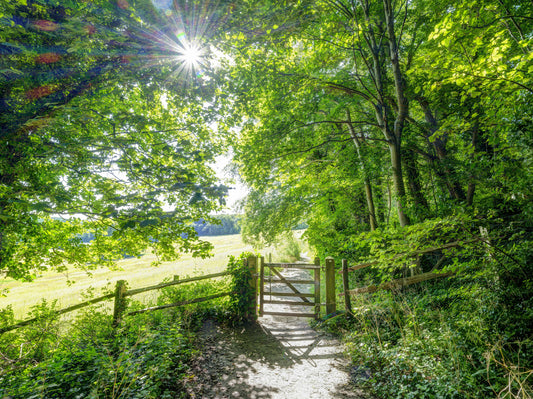 Rustic Woodland Gate Entrance Wall Mural