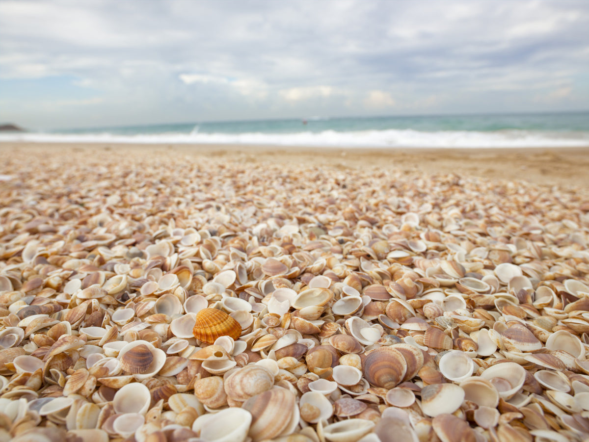 Sunlit Seashell Bed Wall Mural in your room — zoomed