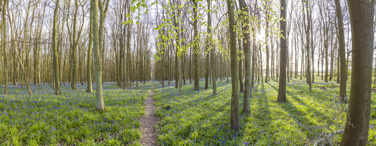 Springtime Woodland Canopy and Blooms Wall Mural in your room — zoomed