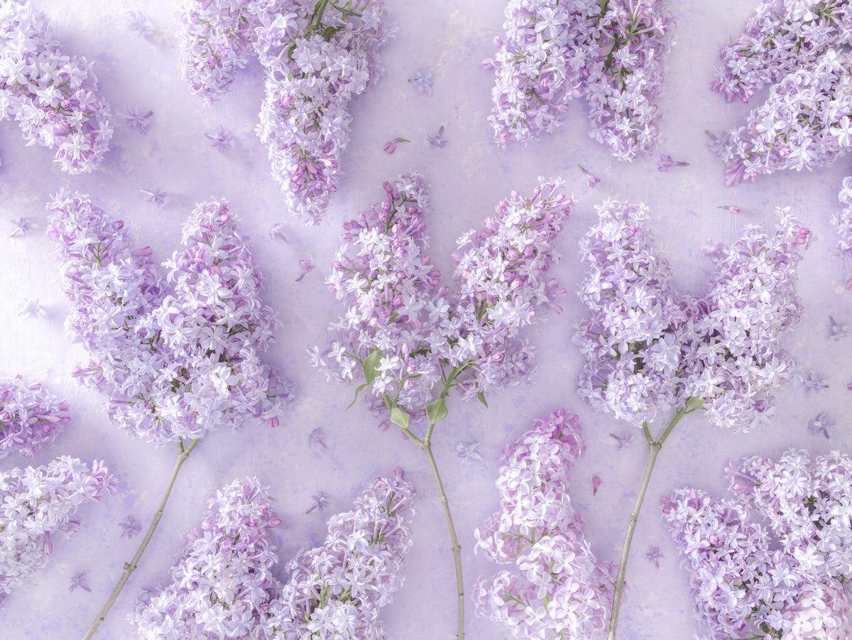 Springtime Lilac Petal Clusters Wall Mural in your room — zoomed