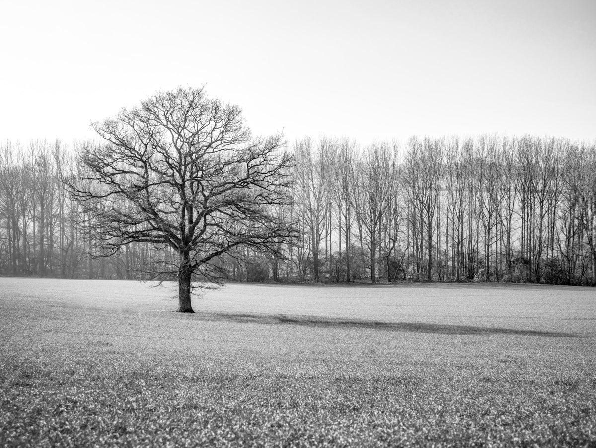 Misty Meadow Morning Wall Mural in your room — zoomed