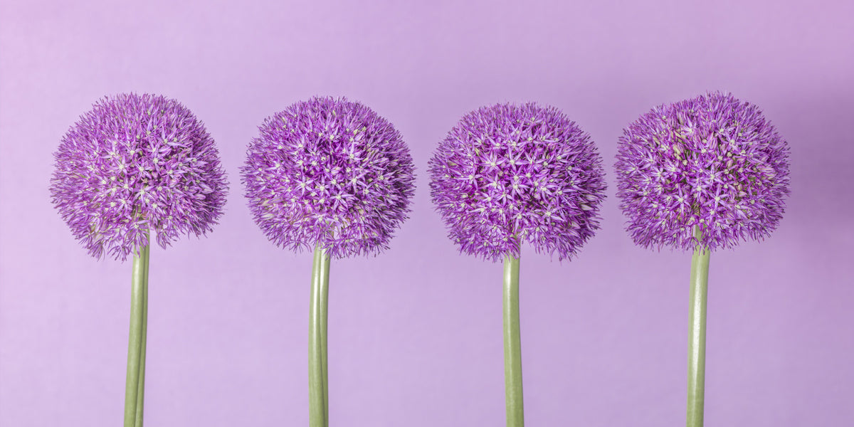 Symmetrical Lavender Floral Spheres Wall Mural in your room — zoomed