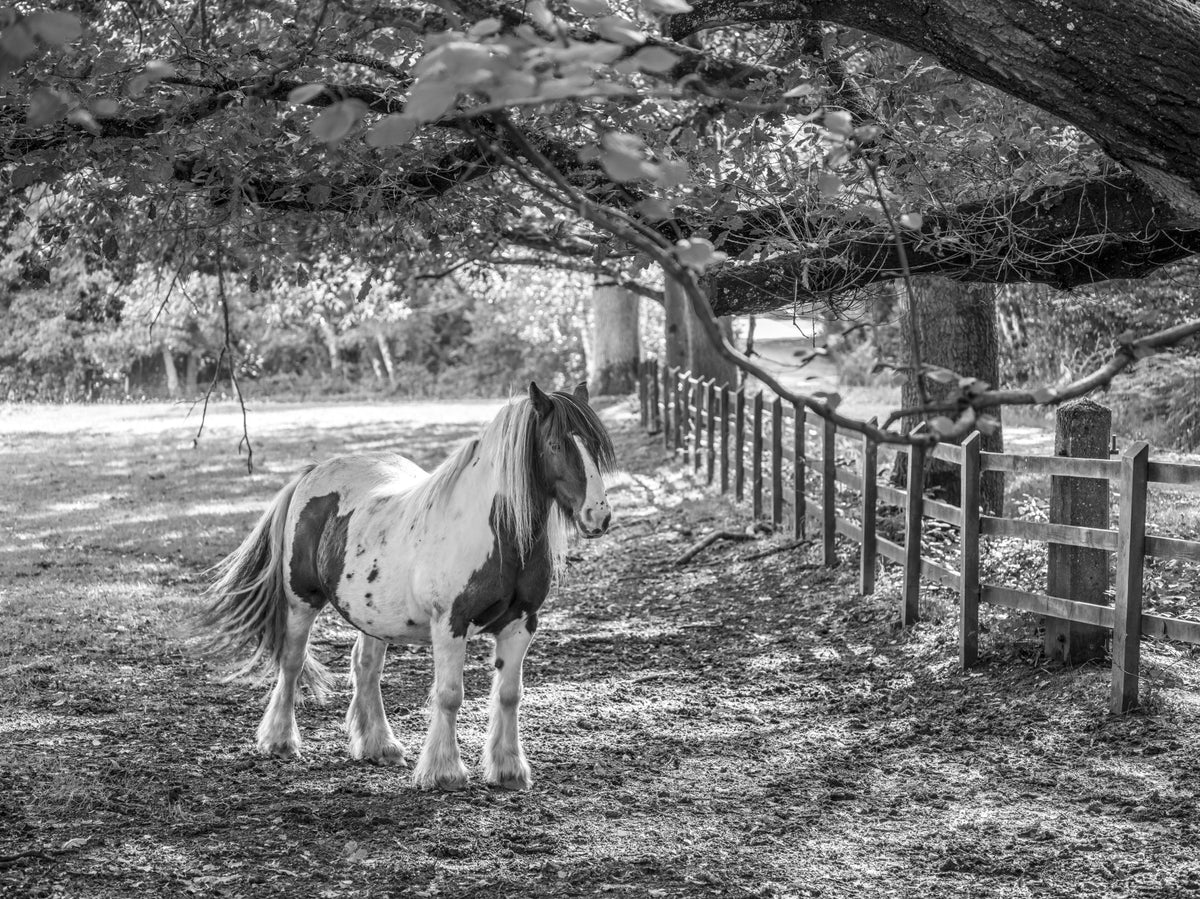 Pastoral Equine Monochrome Landscape Wall Mural in your room — zoomed