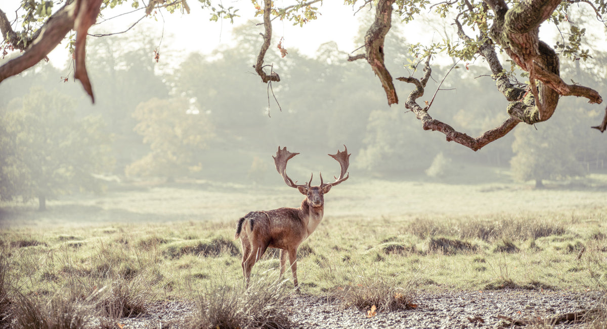 Stag Portrait in Golden Forest Light Wall Mural in your room — zoomed