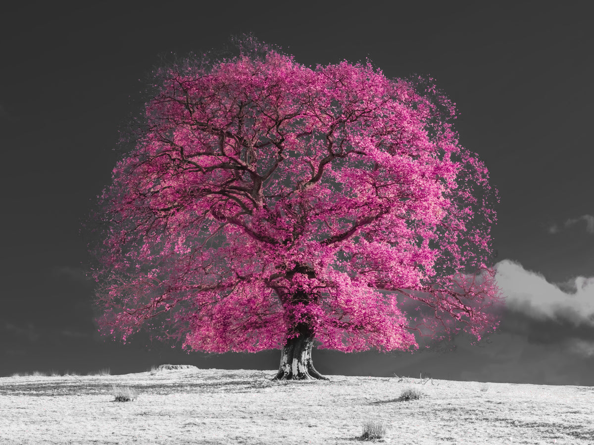 Surreal Magenta Foliage Landscape Wall Mural in your room — zoomed