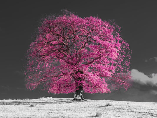 Surreal Magenta Foliage Landscape Wall Mural