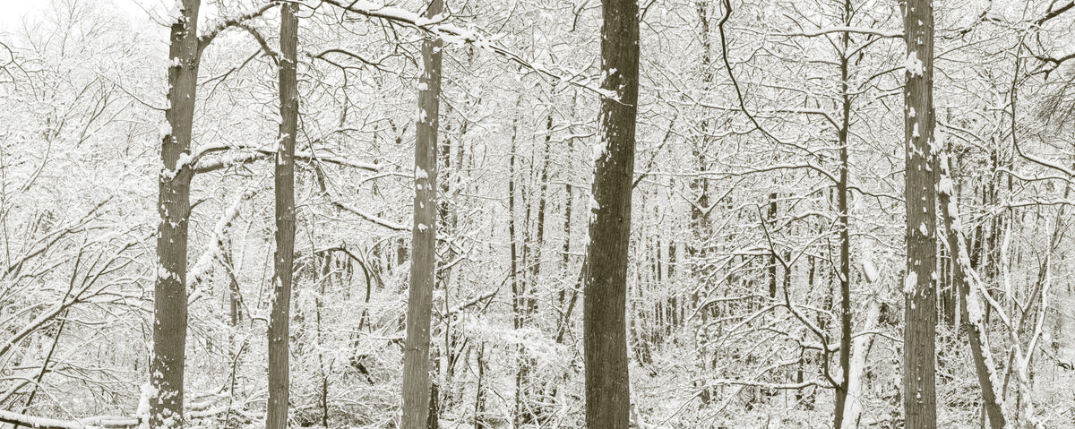 Frosty Woodland Whispers Wall Mural in your room — zoomed