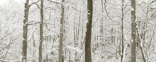 Frosty Woodland Whispers Wall Mural