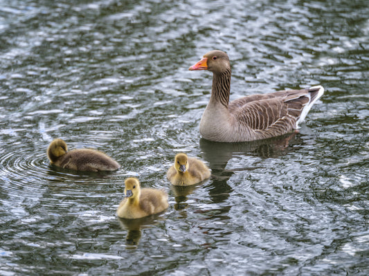 Serene Waterfowl Pond Reflections Wall Mural