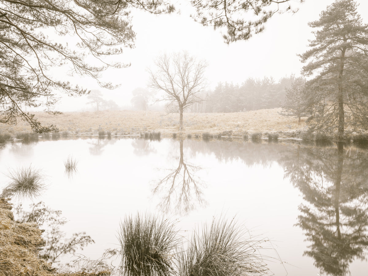 Ethereal Sepia Forest Reflection Wall Mural in your room — zoomed