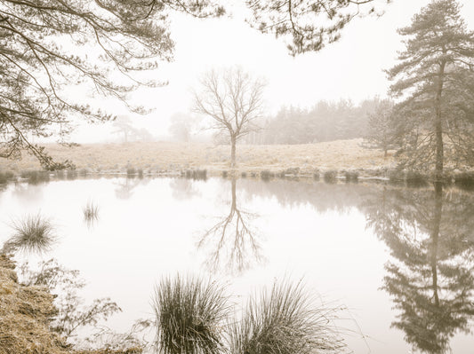 Ethereal Sepia Forest Reflection Wall Mural