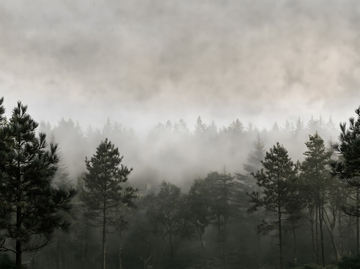 Sylvan Mist Monochrome Scene Wall Mural